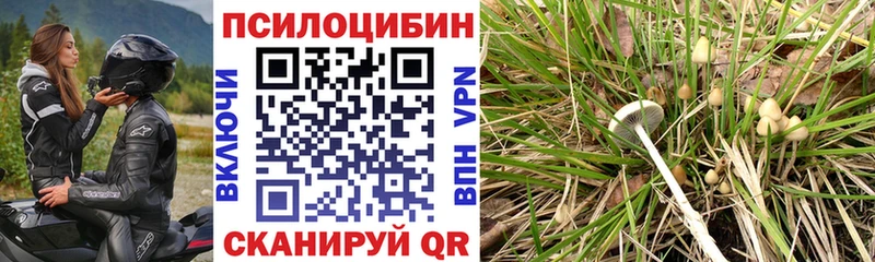 закладки  блэк спрут   Псилоцибиновые грибы Cubensis  Вышний Волочёк 